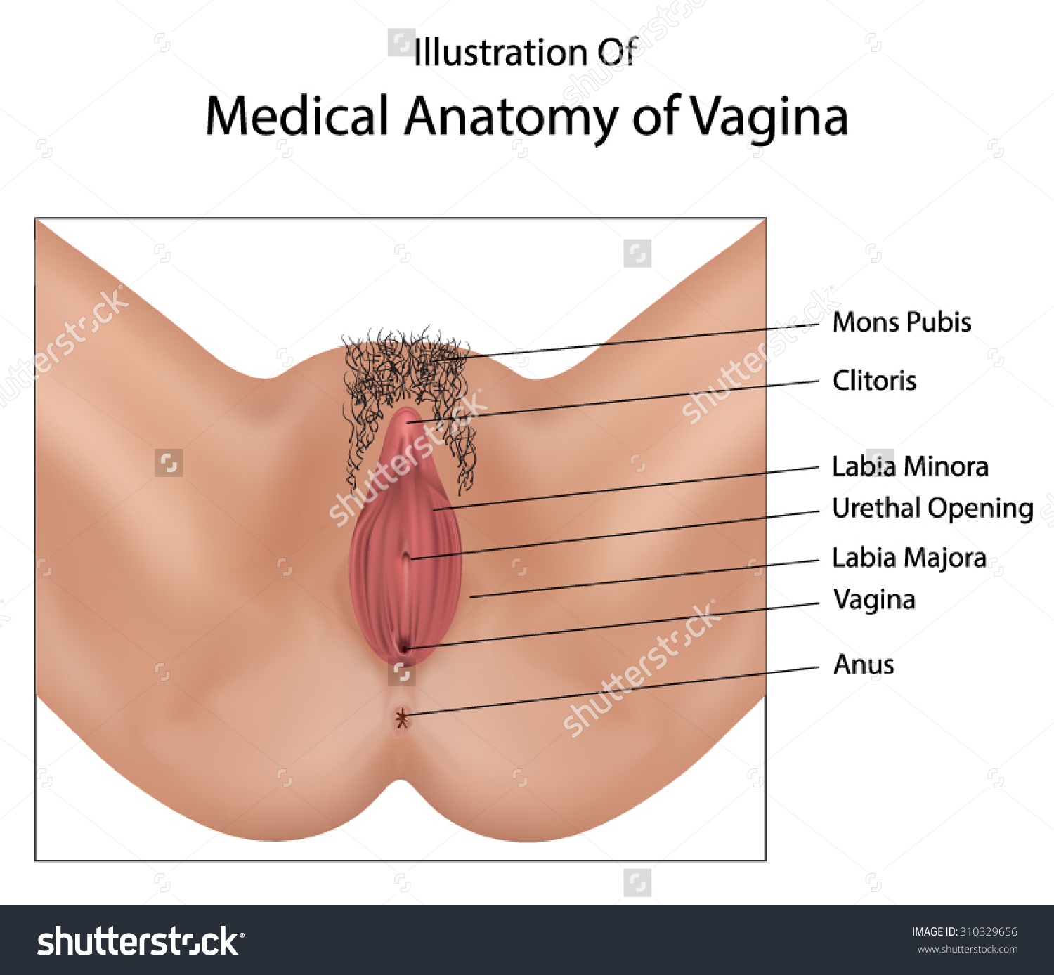 Vagina vulva