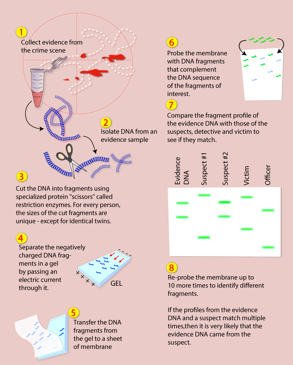 dna testing essay Genetic testing detects alterations in dna or genetic testing has potential benefits whether the results are positive or haven't found the essay you. dna testing essay Genetic testing detects alterations in dna or genetic testing has potential benefits whether the results are positive or haven't found the essay you.